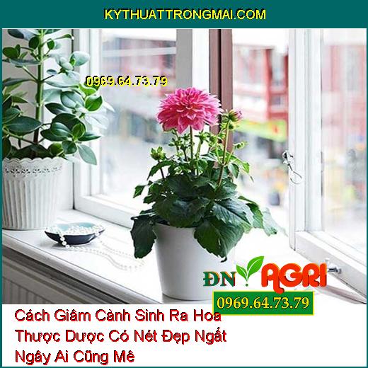 Cách Giâm Cành Sinh Ra Hoa Thược Dược Có Nét Đẹp Ngất Ngây Ai Cũng Mê