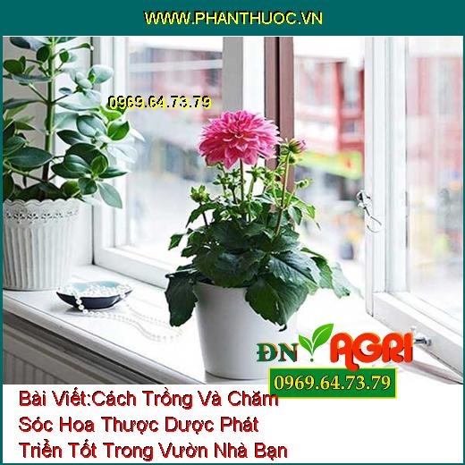 Cách Trồng Và Chăm Sóc Hoa Thược Dược Phát Triển Tốt Trong Vườn Nhà Bạn