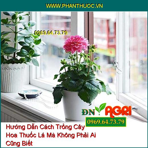 Hướng Dẫn Cách Trồng Cây Hoa Thuốc Lá Mà Không Phải Ai Cũng Biết