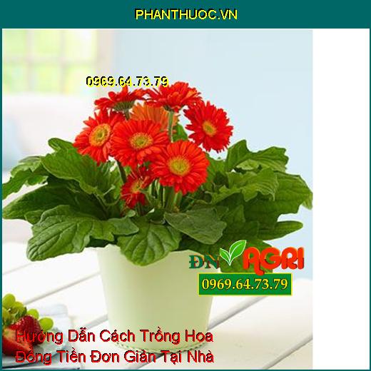 Hướng Dẫn Cách Trồng Hoa Đồng Tiền Đơn Giản Tại Nhà