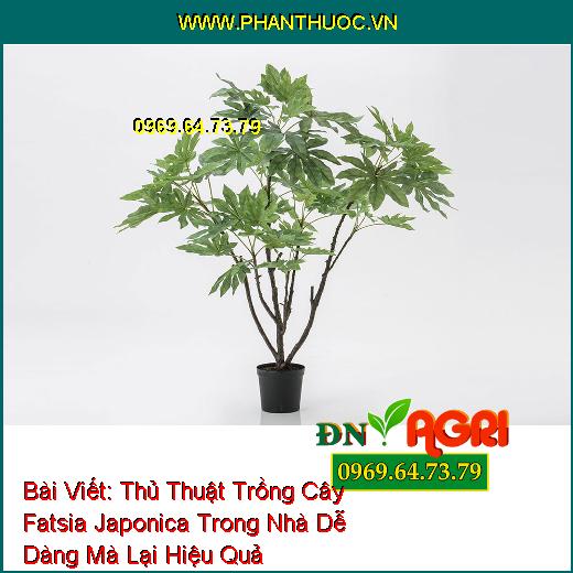 Thủ Thuật Trồng Cây Fatsia Japonica Trong Nhà Dễ Dàng Mà Lại Hiệu Quả