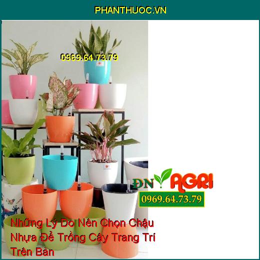 Những Lý Do Nên Chọn Chậu Nhựa Để Trồng Cây Trang Trí Trên Bàn