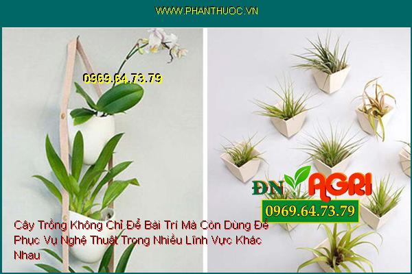 Cây Trồng Không Chỉ Để Bài Trí Mà Còn Dùng Để Phục Vụ Nghệ Thuật Trong Nhiều Lĩnh Vực Khác Nhau