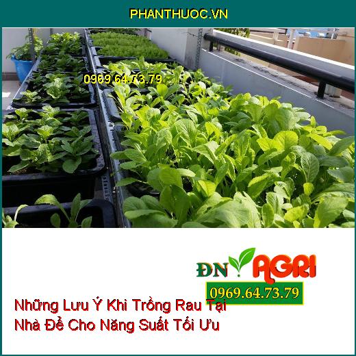 Những Lưu Ý Khi Trồng Rau Tại Nhà Để Cho Năng Suất Tối Ưu