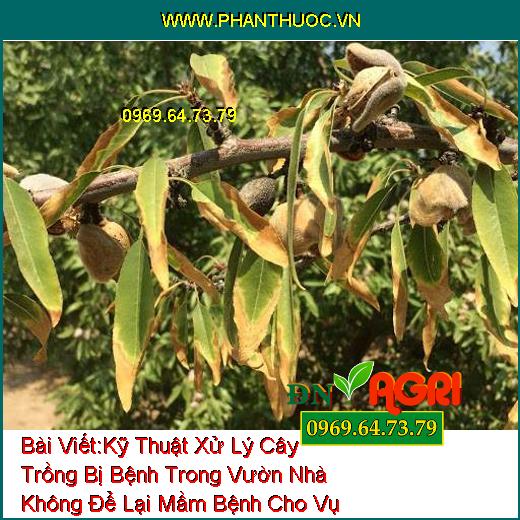 Kỹ Thuật Xử Lý Cây Trồng Bị Bệnh Trong Vườn Nhà Không Để Lại Mầm Bệnh Cho Vụ Mùa Sau