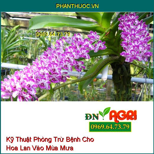 Kỹ Thuật Phòng Trừ Bệnh Cho Hoa Lan Vào Mùa Mưa