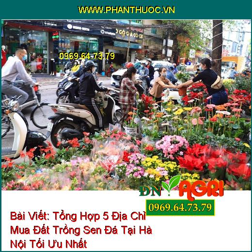 Tổng Hợp 5 Địa Chỉ Mua Đất Trồng Sen Đá Tại Hà Nội Tối Ưu Nhất