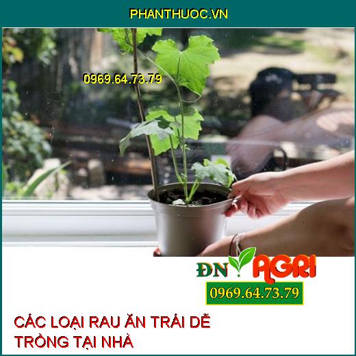 CÁC LOẠI RAU ĂN TRÁI DỄ TRỒNG TẠI NHÀ