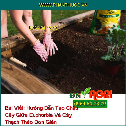 Bài Viết: 
Hướng Dẫn Tạo Chậu Cây Giữa Euphorbia Và Cây Thạch Thảo 
Đơn Giản