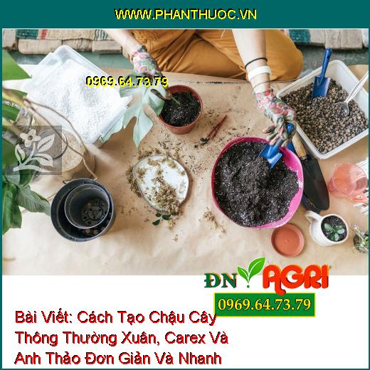 Cách Tạo Chậu Cây Thông Thường Xuân, Carex Và Anh Thảo Đơn Giản Và Nhanh Chóng