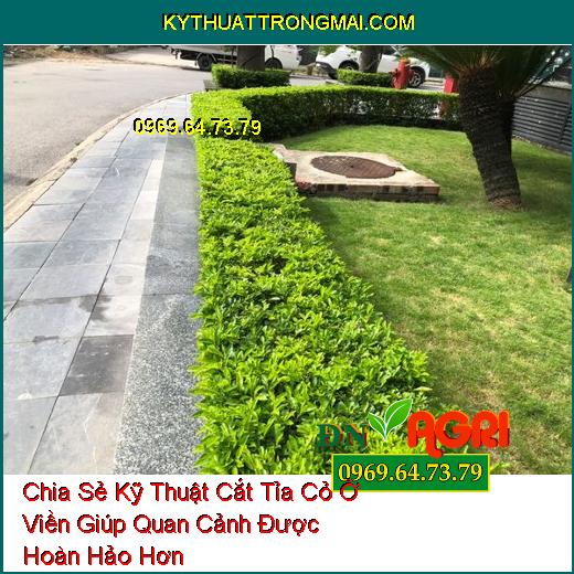 Chia Sẻ Kỹ Thuật Cắt Tỉa Cỏ Ở Viền Giúp Quan Cảnh Được Hoàn Hảo Hơn