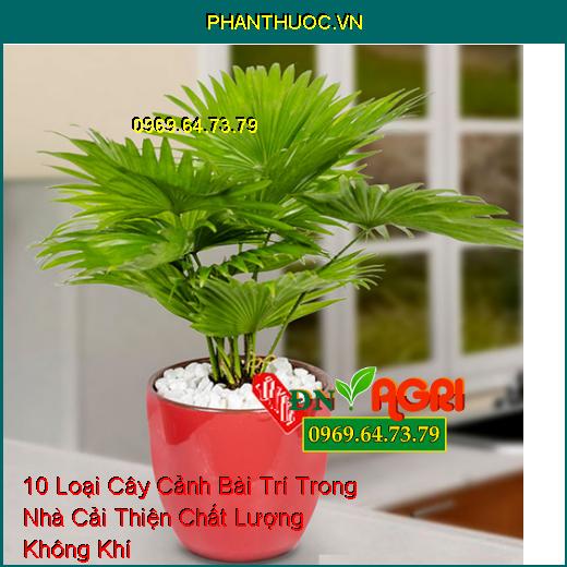 10 Loại Cây Cảnh Bài Trí Trong Nhà Cải Thiện Chất Lượng Không Khí