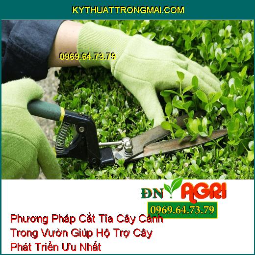 Phương Pháp Cắt Tỉa Cây Cảnh Trong Vườn Giúp Hộ Trợ Cây Phát Triển Ưu Nhất