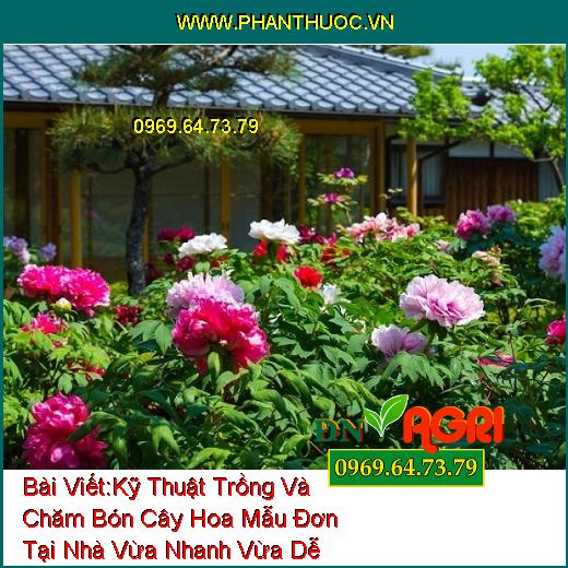 Kỹ Thuật Trồng Và Chăm Bón Cây Hoa Mẫu Đơn Tại Nhà Vừa Nhanh Vừa Dễ Làm