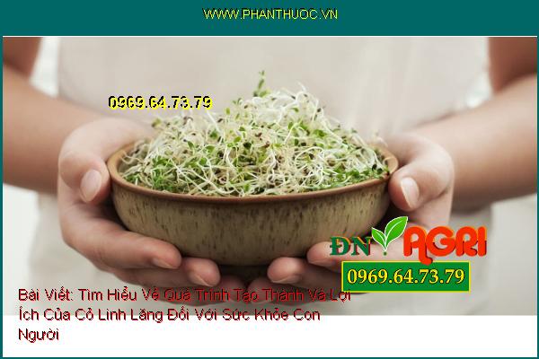 Tìm Hiểu Về Quá Trình Tạo Thành Và Lợi Ích Của Cỏ Linh Lăng Đối Với Sức Khỏe Con Người