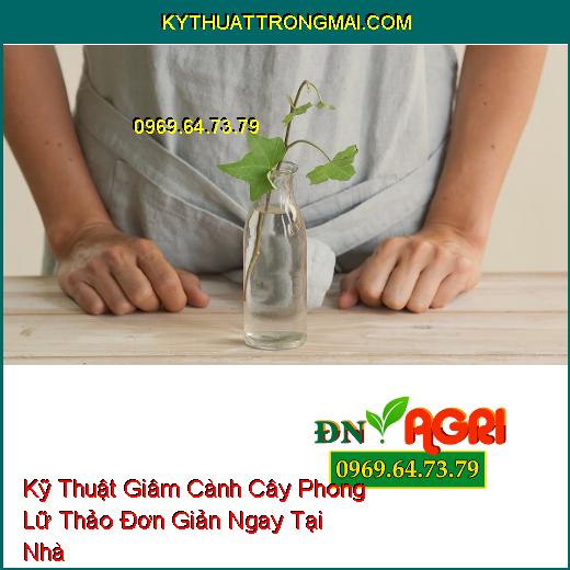 Kỹ Thuật Giâm Cành Cây Phong Lữ Thảo Đơn Giản Ngay Tại Nhà