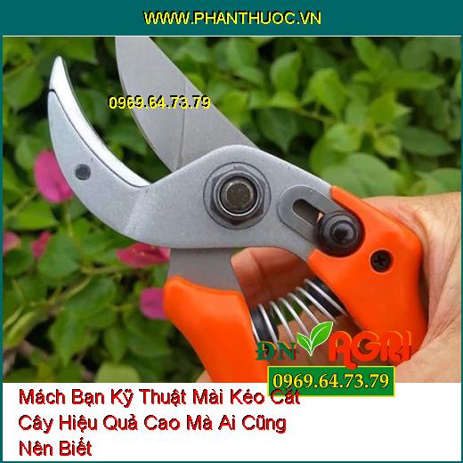 Mách Bạn Kỹ Thuật Mài Kéo Cắt Cây Hiệu Quả Cao Mà Ai Cũng Nên Biết