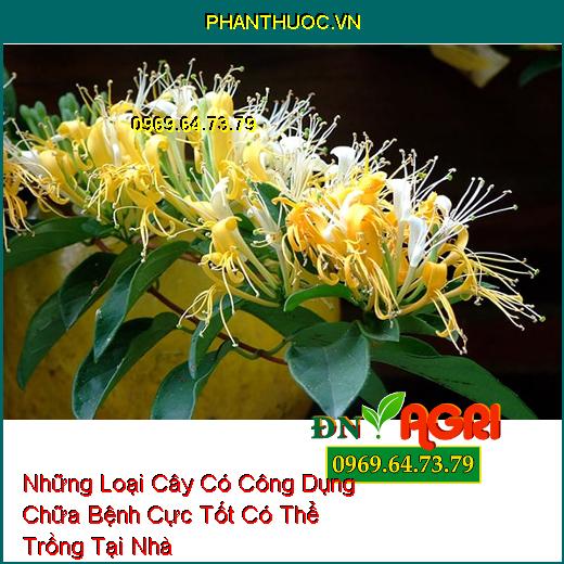 Những Loại Cây Có Công Dụng Chữa Bệnh Cực Tốt Có Thể Trồng Tại Nhà