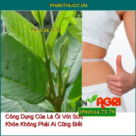 Công Dụng Của Lá Ổi Với Sức Khỏe Không Phải Ai Cũng Biết