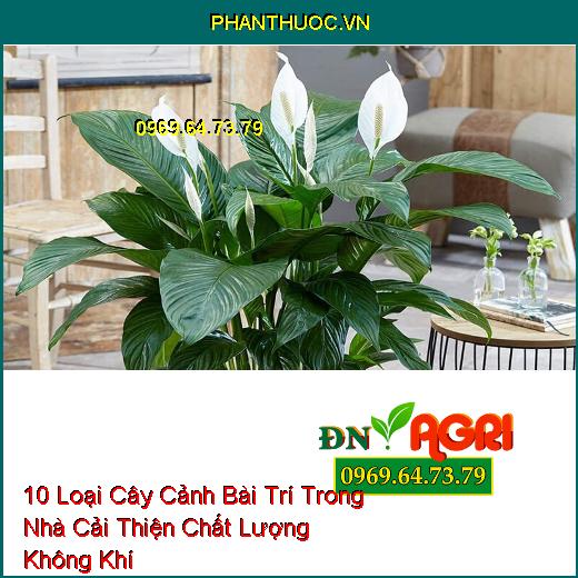 10 Loại Cây Cảnh Bài Trí Trong Nhà Cải Thiện Chất Lượng Không Khí