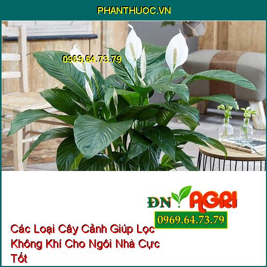 Các Loại Cây Cảnh Giúp Lọc Không Khí Cho Ngôi Nhà Cực Tốt