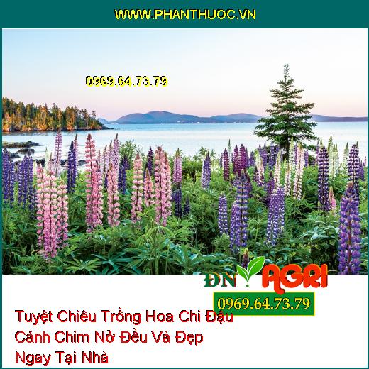 Tuyệt Chiêu Trồng Hoa Chi Đậu Cánh Chim Nở Đều Và Đẹp Ngay Tại Nhà