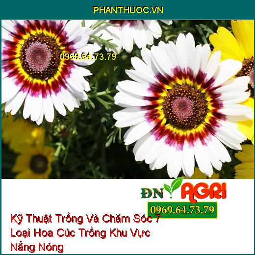 Kỹ Thuật Trồng Và Chăm Sóc 7 Loại Hoa Cúc Trồng Khu Vực Nắng Nóng 