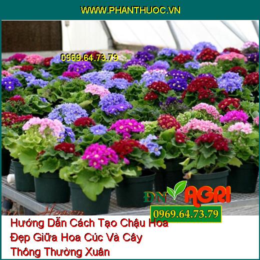 Hướng Dẫn Cách Tạo Chậu Hoa Đẹp Giữa Hoa Cúc Và Cây Thông Thường Xuân