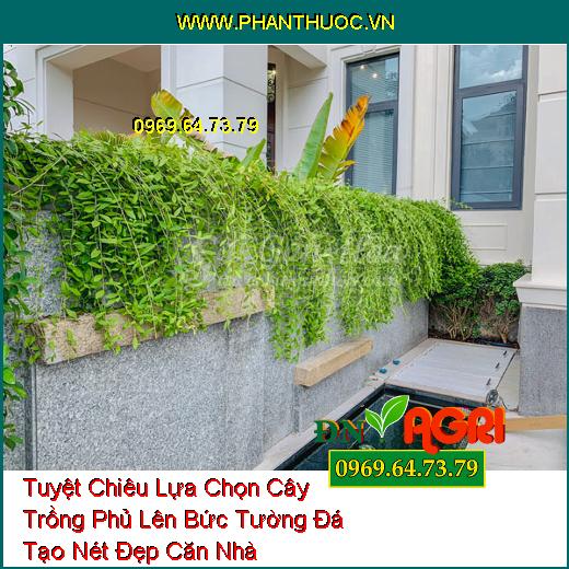 Tuyệt Chiêu Lựa Chọn Cây Trồng Phủ Lên Bức Tường Đá Tạo Nét Đẹp Căn Nhà