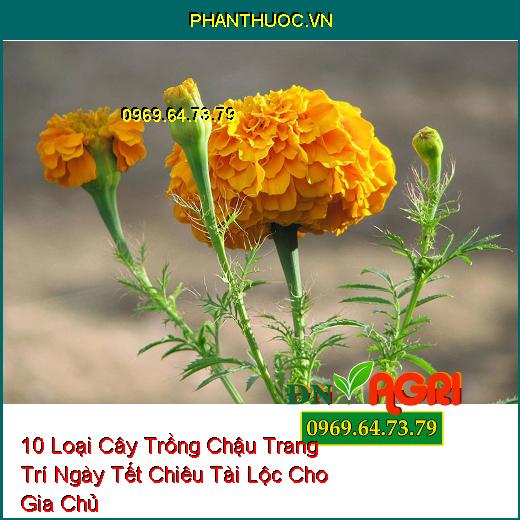 10 Loại Cây Trồng Chậu Trang Trí Ngày Tết Chiêu Tài Lộc Cho Gia Chủ