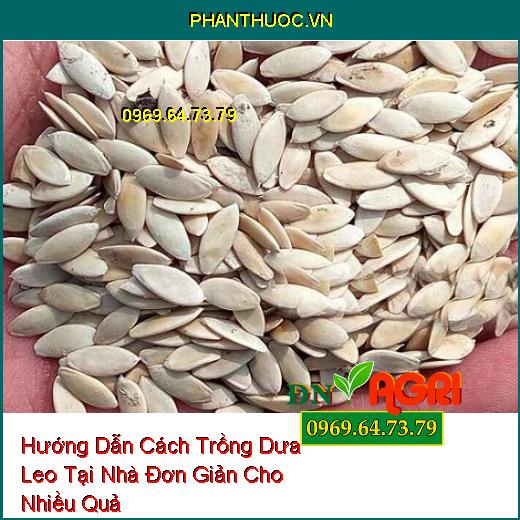 Hướng Dẫn Cách Trồng Dưa Leo Tại Nhà Đơn Giản Cho Nhiều Quả