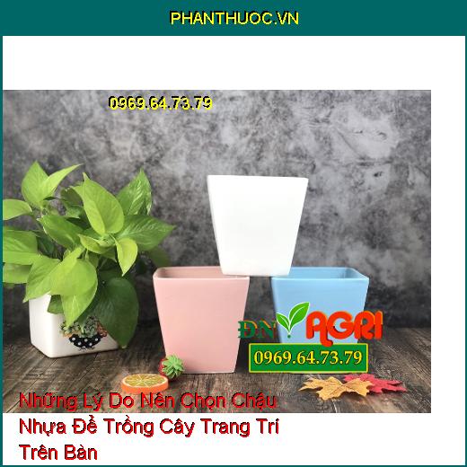 Những Lý Do Nên Chọn Chậu Nhựa Để Trồng Cây Trang Trí Trên Bàn