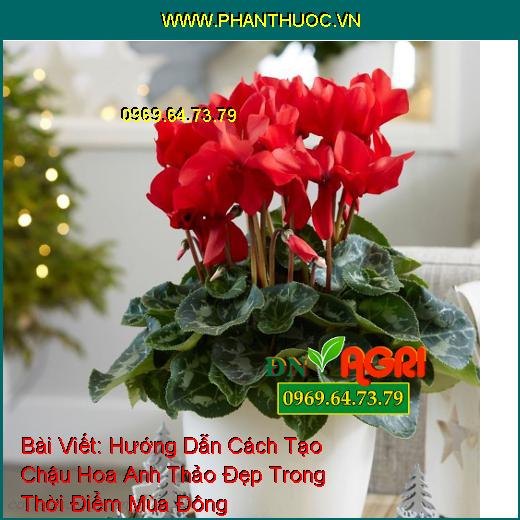 Hướng Dẫn Cách Tạo Chậu Hoa Anh Thảo Đẹp Trong Thời Điểm Mùa Đông