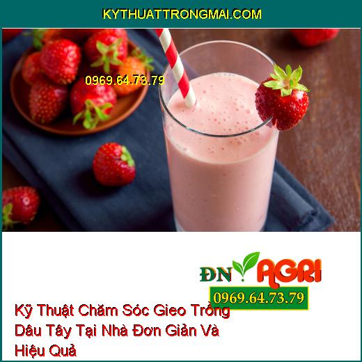 Kỹ Thuật Chăm Sóc Gieo Trồng Dâu Tây Tại Nhà Đơn Giản Và Hiệu Quả