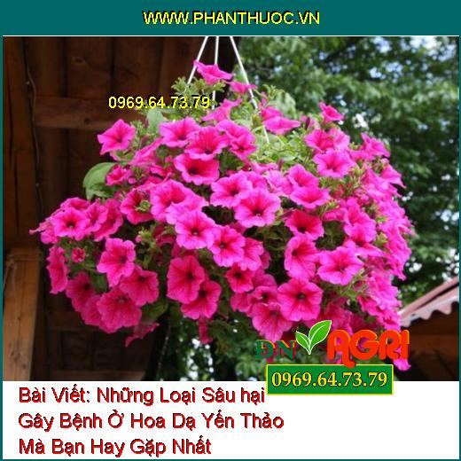 Những Loại Sâu hại Gây Bệnh Ở Hoa Dạ Yến Thảo Mà Bạn Hay Gặp Nhất