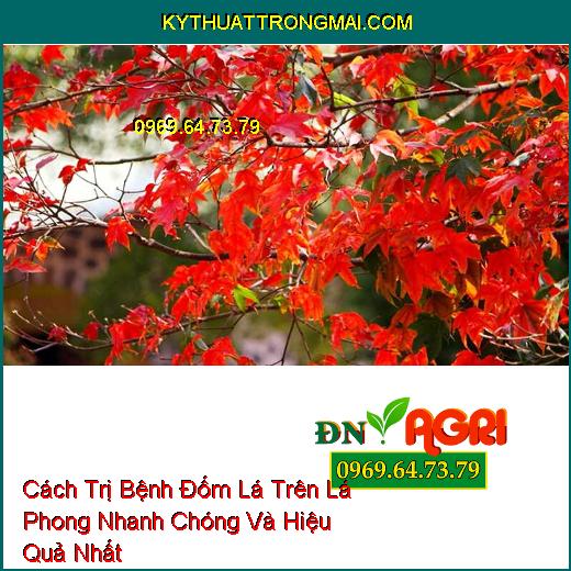 Cách Trị Bệnh Đốm Lá Trên Lá Phong Nhanh Chóng Và Hiệu Quả Nhất