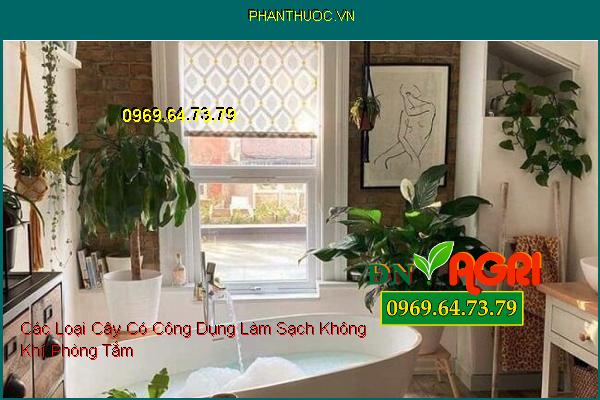 Các Loại Cây Có Công Dụng Làm Sạch Không Khí Phòng Tắm 