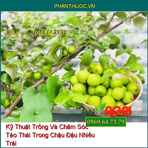 Kỹ Thuật Trồng Và Chăm Sóc Táo Thái Trong Chậu Đậu Nhiều Trái