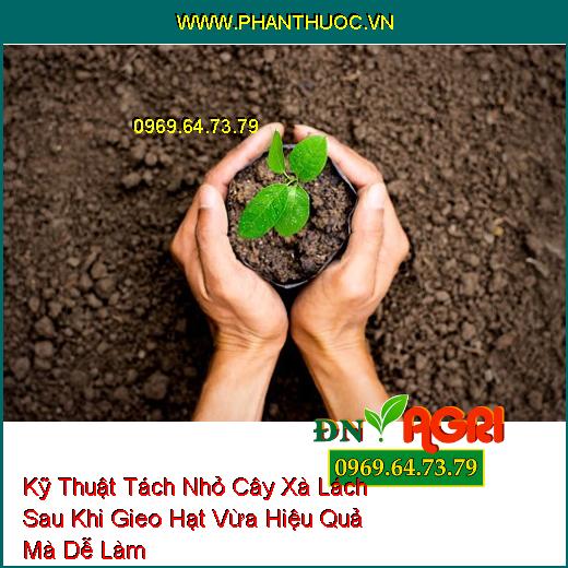 Kỹ Thuật Tách Nhỏ Cây Xà Lách Sau Khi Gieo Hạt Vừa Hiệu Quả Mà Dễ Làm