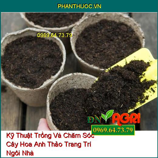 Kỹ Thuật Trồng Và Chăm Sóc Cây Hoa Anh Thảo Trang Trí Ngôi Nhà