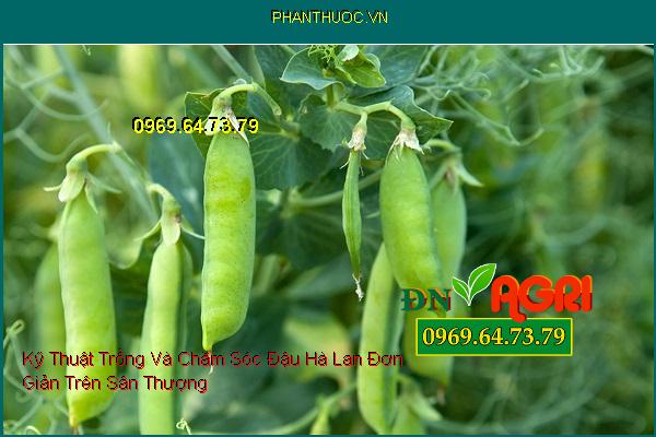 Kỹ Thuật Trồng Và Chăm Sóc Đậu Hà Lan Đơn Giản Trên Sân Thượng