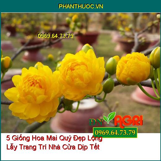 5 Giống Hoa Mai Quý Đẹp Lộng Lẫy Trang Trí Nhà Cửa Dịp Tết