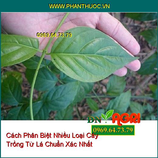 Cách Phân Biệt Nhiều Loại Cây Trồng Từ Lá Chuẩn Xác Nhất