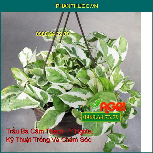 Trầu Bà Cẩm Thạch - Ý Nghĩa, Kỹ Thuật Trồng Và Chăm Sóc 