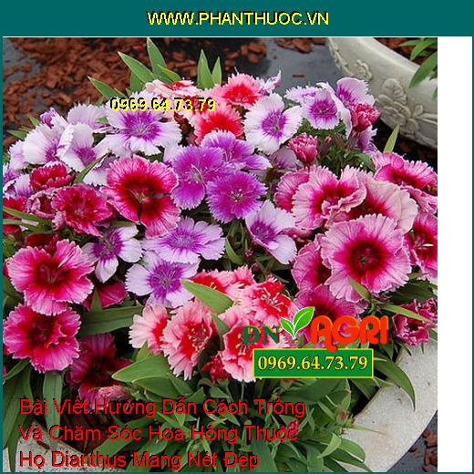 Hướng Dẫn Cách Trồng Và Chăm Sóc Hoa Hồng Thuộc Họ Dianthus Mang Nét Đẹp Quyến Rũ