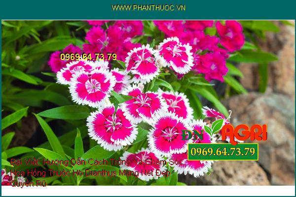 Hướng Dẫn Cách Trồng Và Chăm Sóc Hoa Hồng Thuộc Họ Dianthus Mang Nét Đẹp Quyến Rũ