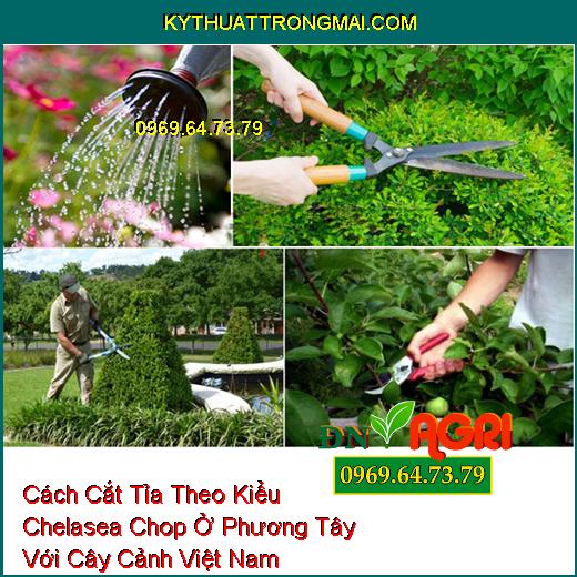 Cách Cắt Tỉa Theo Kiểu Chelasea Chop Ở Phương Tây Với Cây Cảnh Việt Nam