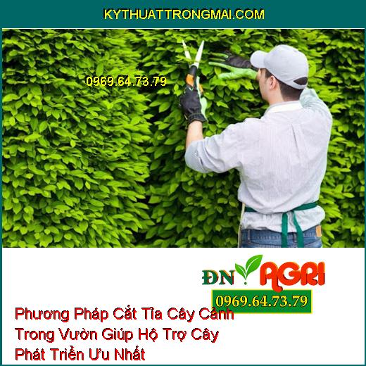 Phương Pháp Cắt Tỉa Cây Cảnh Trong Vườn Giúp Hộ Trợ Cây Phát Triển Ưu Nhất