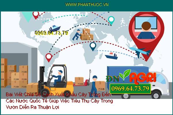 Chia Sẻ Cách Xuất Khẩu Cây Trồng Đến Các Nước Quốc Tế Giúp Việc Tiêu Thụ Cây Trong Vườn Diễn Ra Thuận Lợi