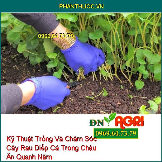 Kỹ Thuật Trồng Và Chăm Sóc Cây Rau Diếp Cá Trong Chậu Ăn Quanh Năm